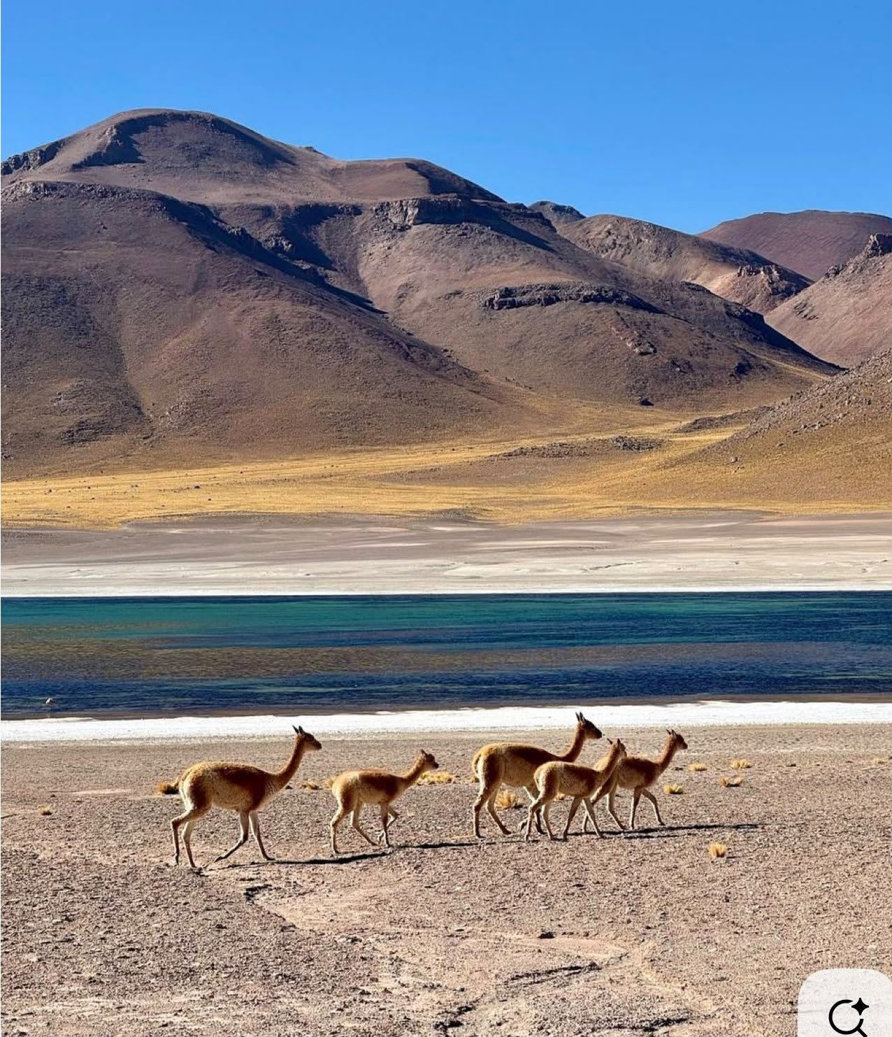 Vicunhas caminhando à beira de uma laguna altiplânica no deserto do Atacama